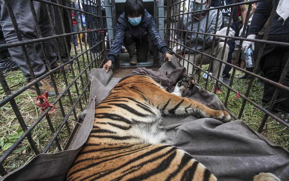 Foto: Harimau Sumatera Masuk Perangkap