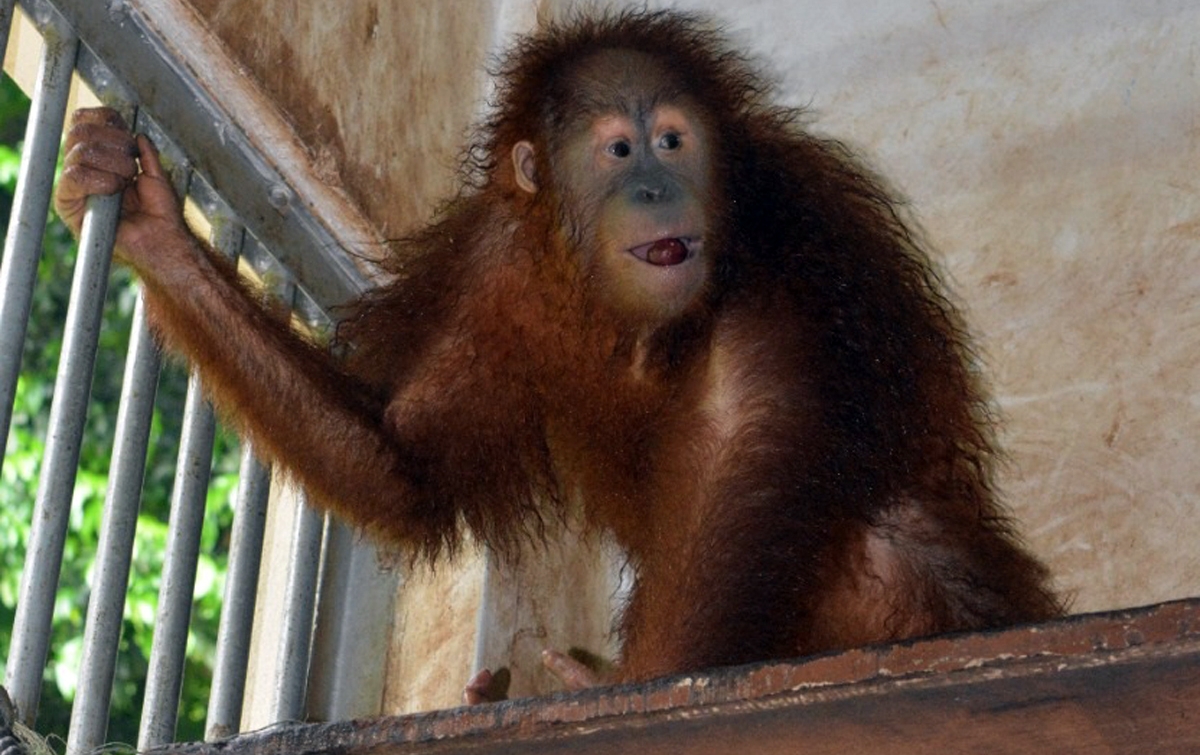 Sembilan Orangutan Sumatera Diselundupkan Lewat Laut