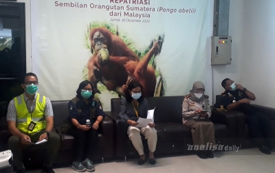 Garuda Indonesia Bawa 11 Orangutan dari Thailand dan Malaysia