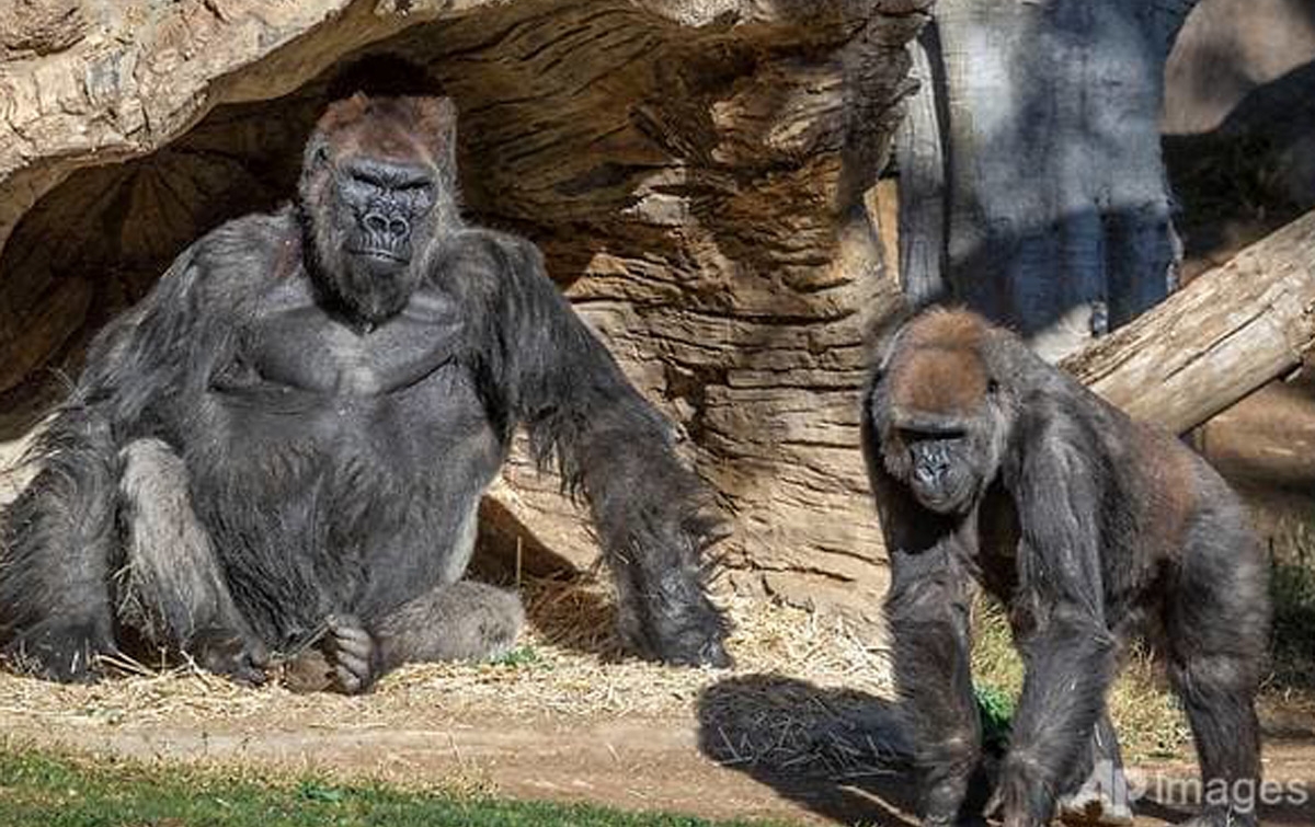Dua Gorila di San Diego Terinfeksi Virus Corona