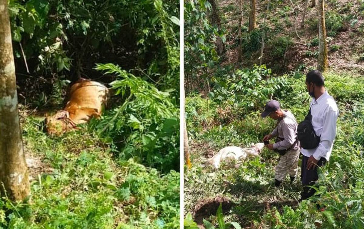 Dua Ekor Lembu di Bahorok Diterkam Harimau