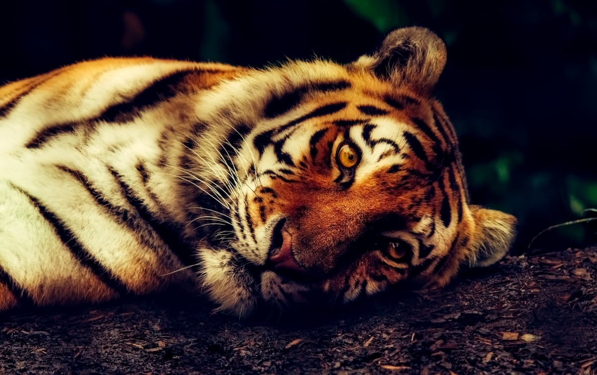 Seekor Harimau Sumatera Terjerat Perangkap Babi