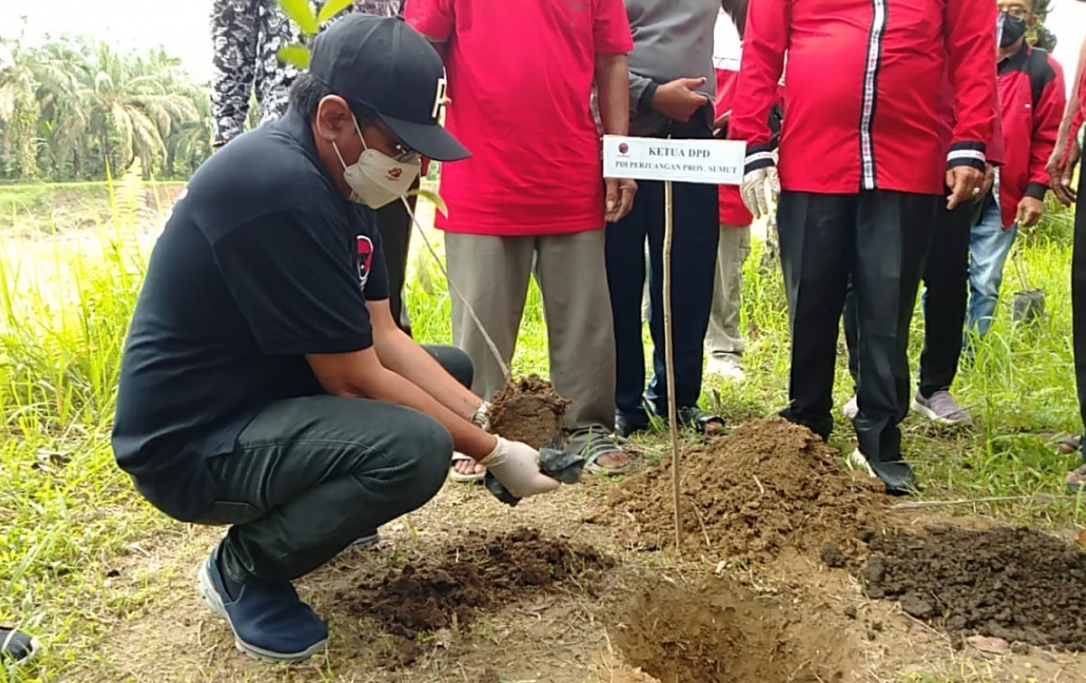 PDIP Sumut Sambut Ulang Tahun Megawati dengan Tanam 74 Ribu Bibit Pohon