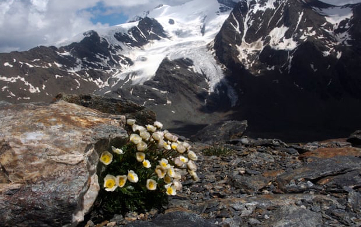 Gletser Mencair, Bunga Alpine Terancam Punah