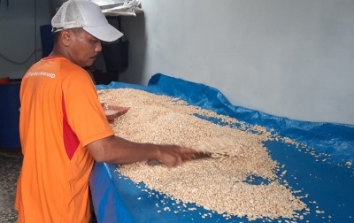 Pengusaha Tempe di Medan Terancam Gulung Tikar