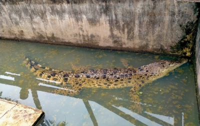 Infeksi Tenggorokan, Seeokor Buaya Muara Mati