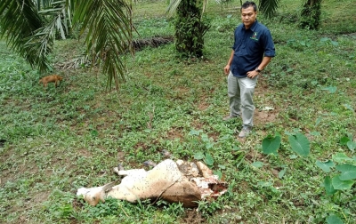 Dua Lembu di Bahorok Diterkam Harimau