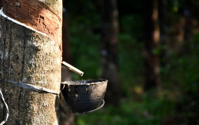 Dampak Pandemi, Ekspor Karet Sumut pada 2020 Anjlok 7,3 Persen