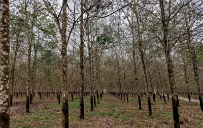 Musim Gugur Daun, Pabrik Karet Kesulitan Bahan Baku