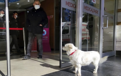 Seekor Anjing Setiap Hari Berkunjung ke Rumah Sakit