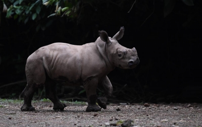 Foto: Badak Putih Bernama Azsyifa