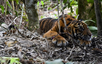 Foto: Anak Harimau Terkena Jerat