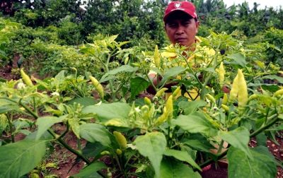 Harga Cabai dan Bawang Bakal Murah dalam Waktu Lama