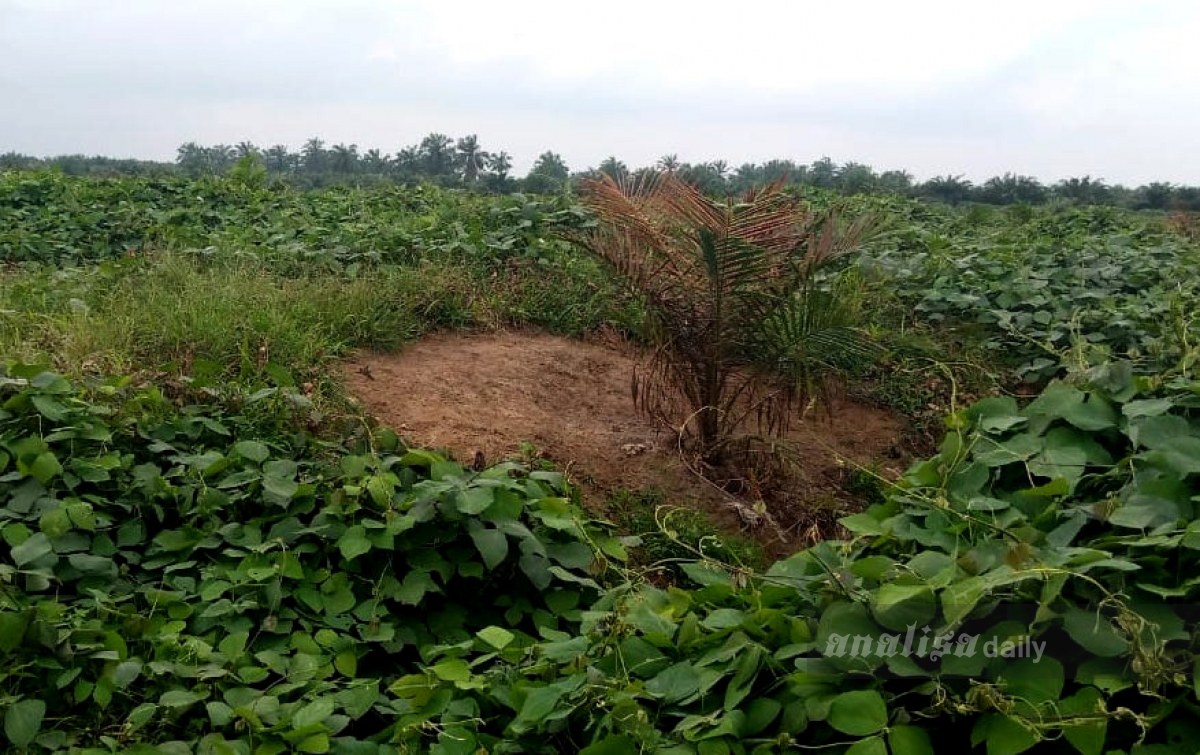 Pohon Kelapa Sawit Rusak, Unit Kebun Bah Jambi Lapor Polisi