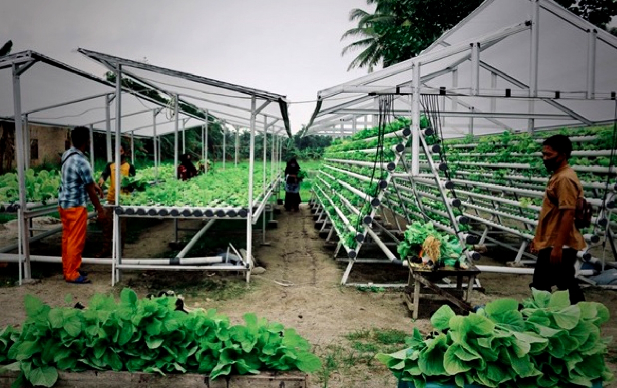 Masyarakat Kuala Tanjung Panen Sayuran Hidroponik Bantuan Inalum