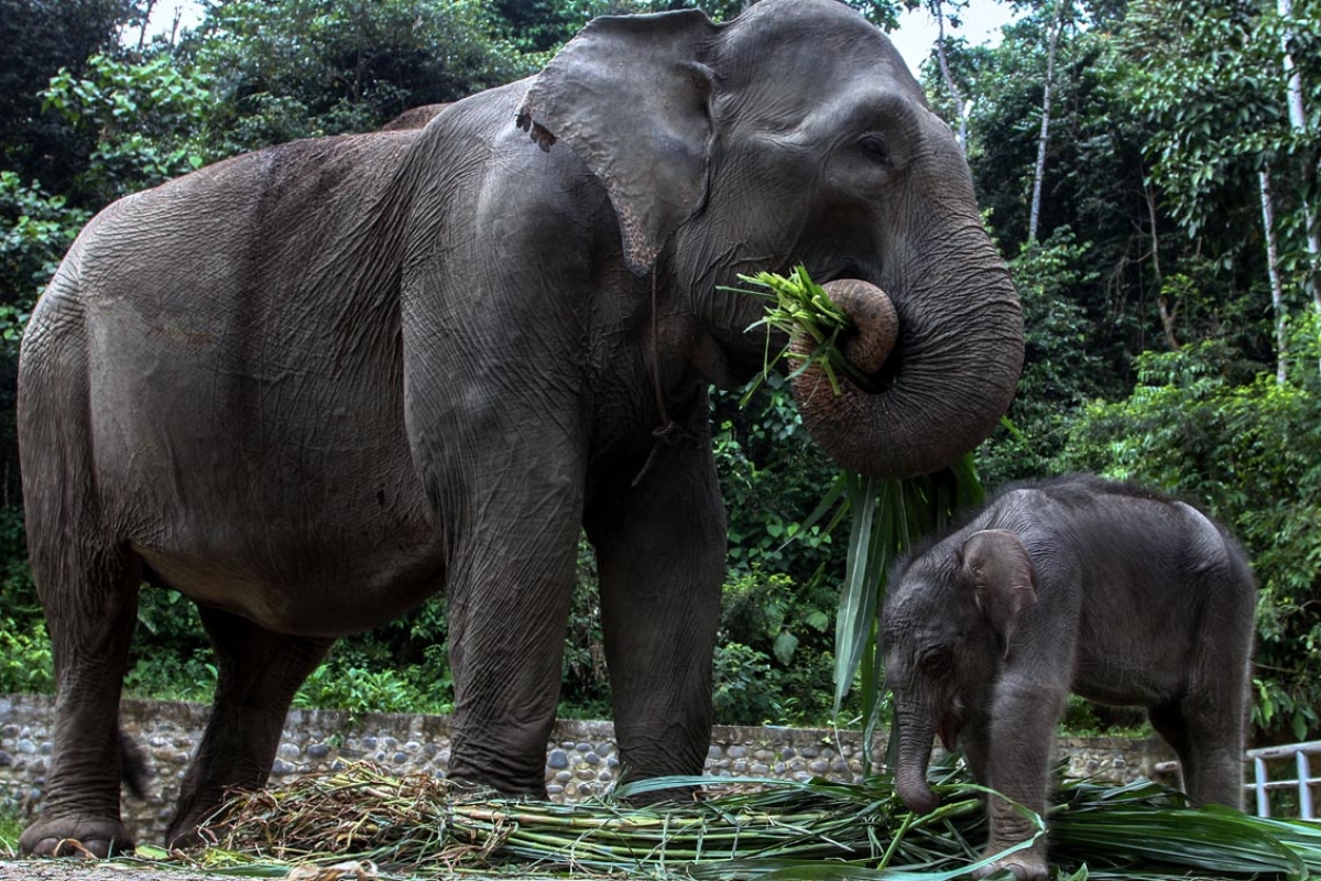 Foto: Kelahiran Anak Gajah Sumatera di Tangkahan