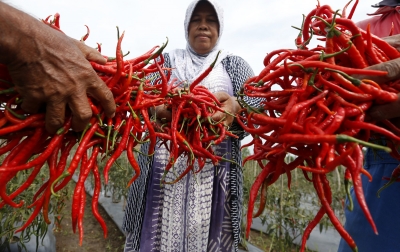 Awal Pekan, Harga Cabai di Kota Medan Naik Tajam