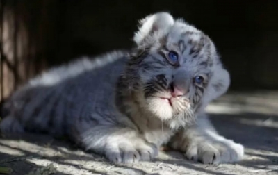 2 Bayi Harimau Putih di Pakistan Diduga Mati Akibat Covid-19