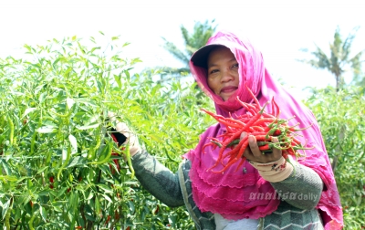 Foto: Panen Cabai Kelompok Tani