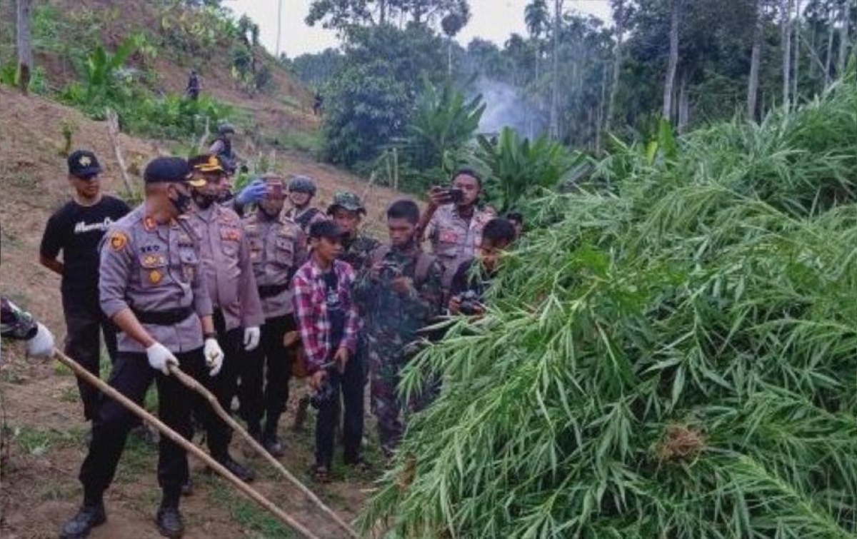 15 Ribu Batang Ganja di Aceh Utara Dimusnahkan