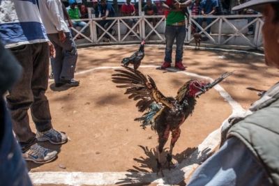 Seekor Ayam Laga Membunuh Pemiliknya