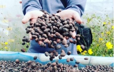 Kopi Khas Karo Binaan Pertamina Terbang Hingga Negeri Piramida