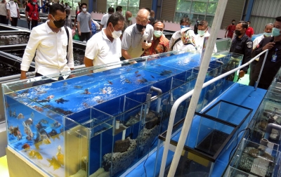 Foto: Kontes Ikan Maskoki Hias