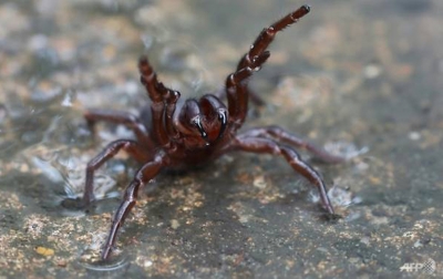 Banjir Australia, Warga Diingatkan Soal Laba-laba Mematikan