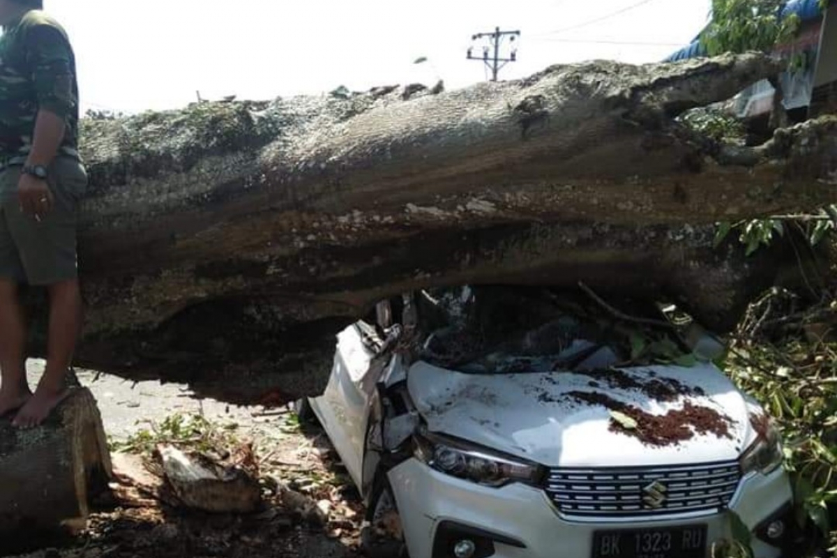 Sebuah Mobil Tertimpa Pohon Saat Melintas