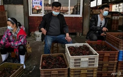 WHO Minta Penjualan Mamalia Liar Hidup Dihentikan