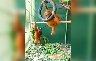 BBKSDA Sumut Terima 2 Orangutan Sumatera Asto dan Asih dari Jateng