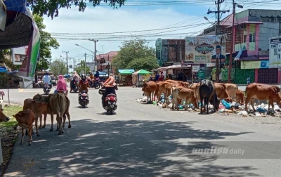 Belasan Lembu Berkeliaran, Satpol PP Terkesan Abai
