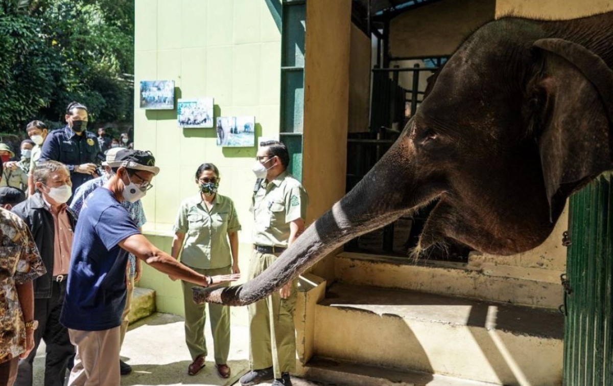 Sandiaga Beri Nama Anak Gajah di Taman Safari