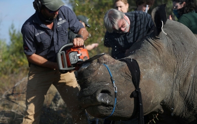 Lockdown Dilonggarkan, Perburuan Badak Meningkat