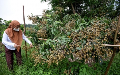 Kelengkeng Dinilai Punya Potensi Ekonomi Tinggi