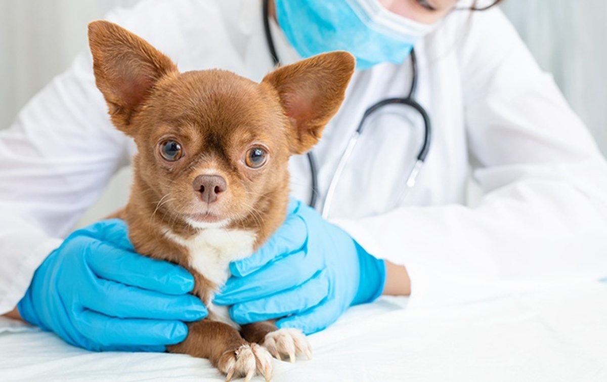 Sulit Diperoleh, Dinkes Medan Usulkan Pengadaan Vaksin Rabies