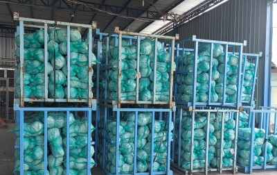 Ekspor Kubis Sumatera Utara Meningkat