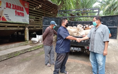2.000 Domba Asal 3 Negara Tetangga Dibagikan ke Warga Sumut Saat Idul Adha