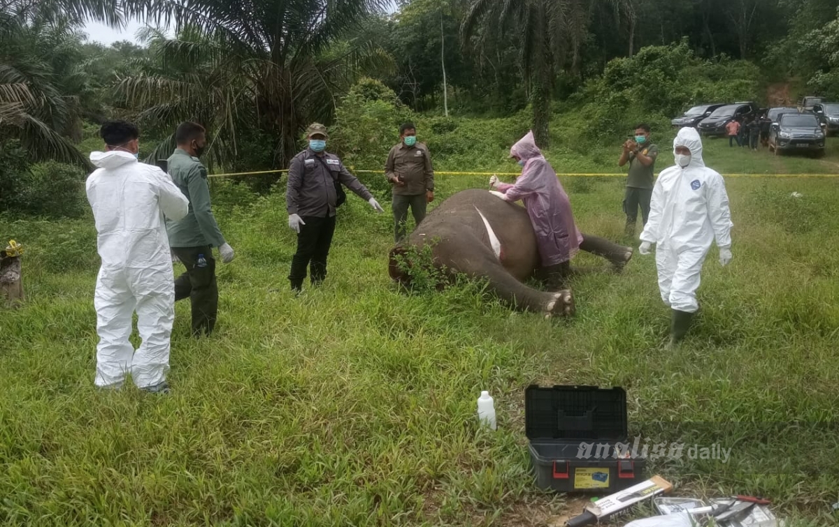 Gajah Mati Tanpa Kepala, Diduga Diracun Pemburu Gading