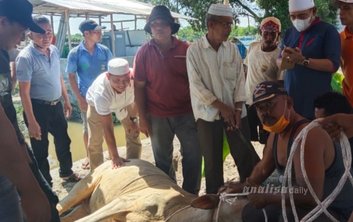 Rayakan Idul Adha, Kadin Batubara Sembelih Tiga Ekor Sapi