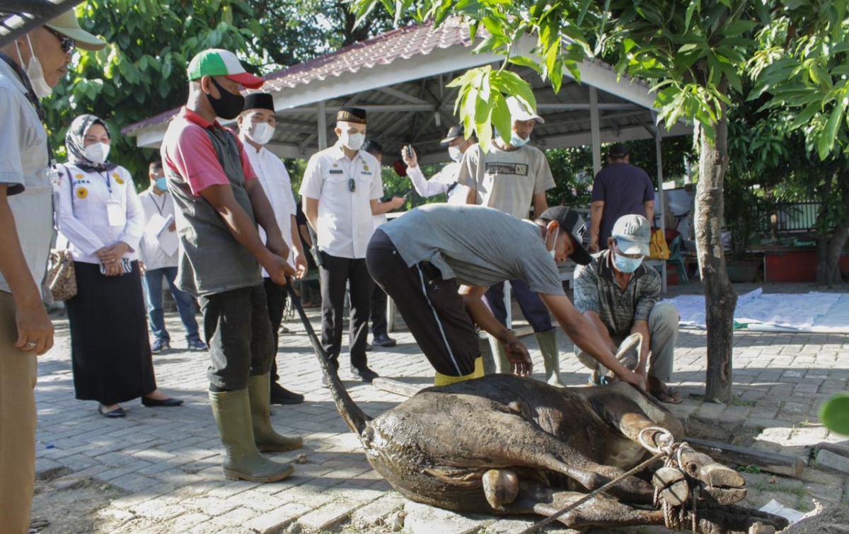 Kecamatan Medan Petisah Kurban 16 Ekor Sapi dan 4 Kambing