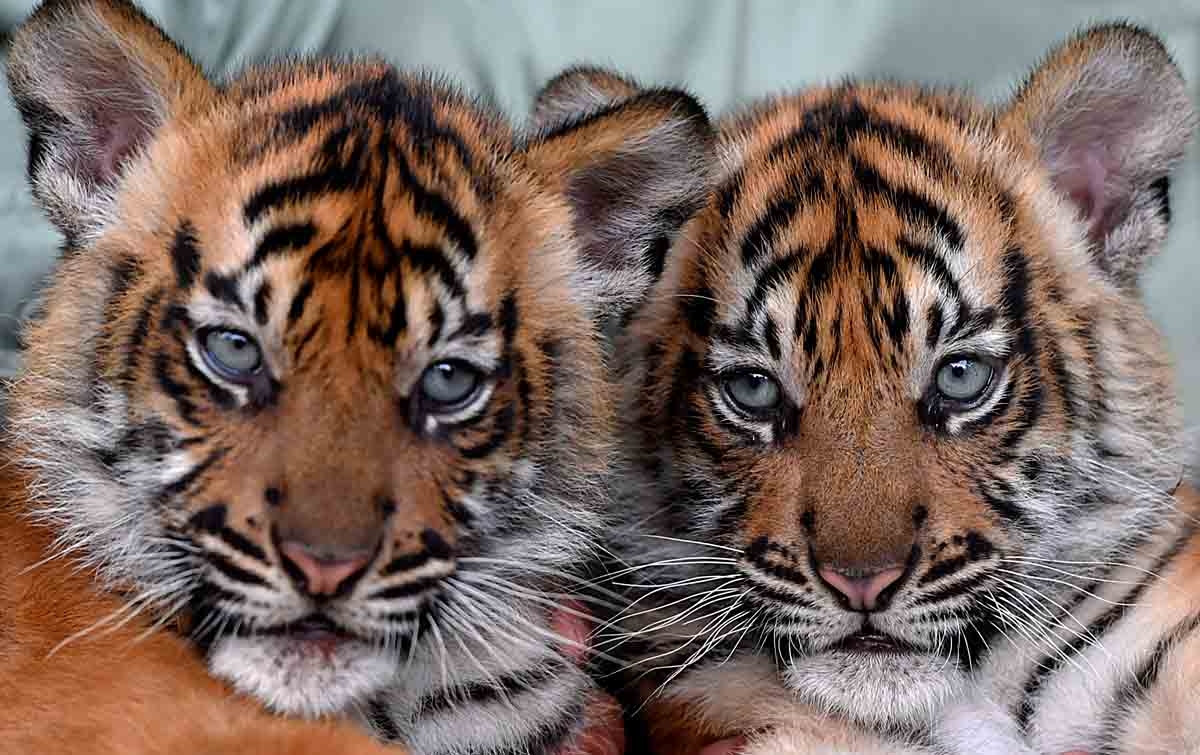 Foto: Bayi Harimau Sumatera Taman Safari Prigen