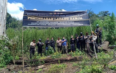 Polisi Musnahkan 7 Hektare Ladang Ganja di Gunung Leuser