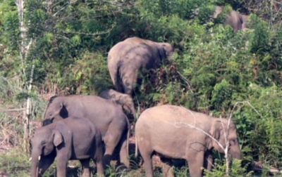 Seorang Warga Wafat Diinjak Gajah Liar