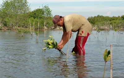 Rehabilitasi Mangrove Tingkatkan Produktivitas Tambak Masyarakat