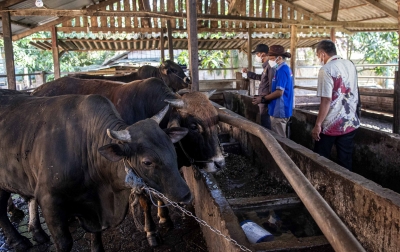Kebutuhan Hewan Kurban untuk Idul Adha Dipastikan Aman