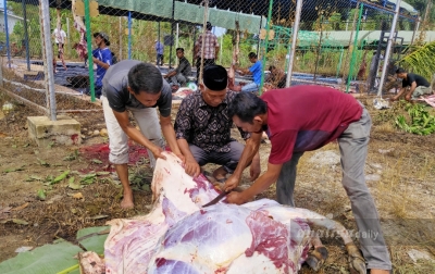 Idul Adha, Paya Bujok Teungoh Kurban 20 Ekor