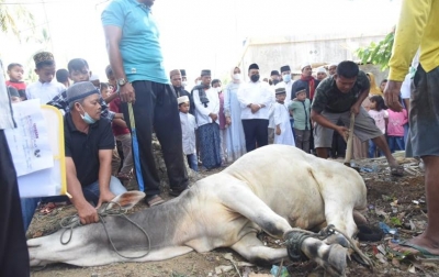 Dolly Serahkan Lembu Kurban ke Desa Sipangko