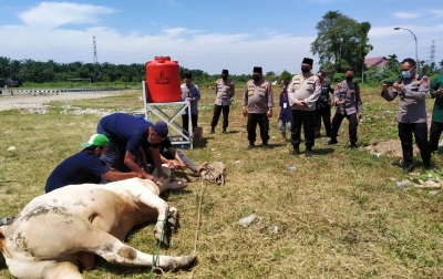 Polda Sumut Sumbang Sapi Kurban 43 Ekor