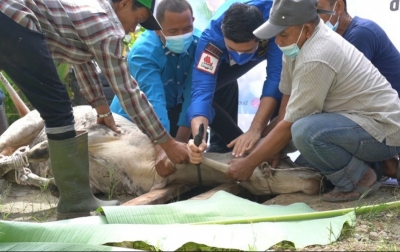 Idul Adha, KNPI Sumut Sembelih 3 Sapi dan 711 Domba